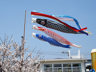 gyouji-5-koinobori1.jpg